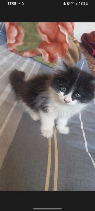 Mushula sotladi  2 oyli