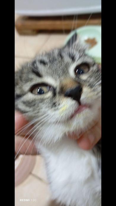 Животные кошки даром