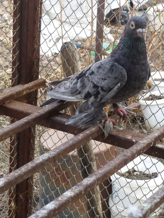 Голубь,  челкарь.