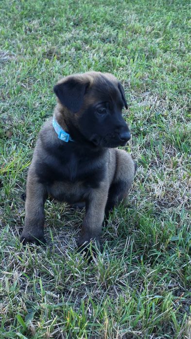 Ciobănesc belgian malinois cu pedigree