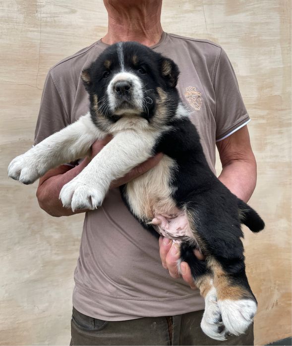 Щенок Алабая ( Супер Гигант )