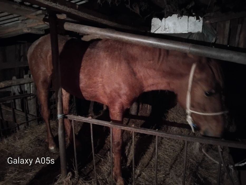 Продам жеребца 2 г