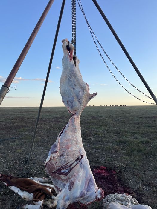 Говядина сиыр еті молодняк пакетпен