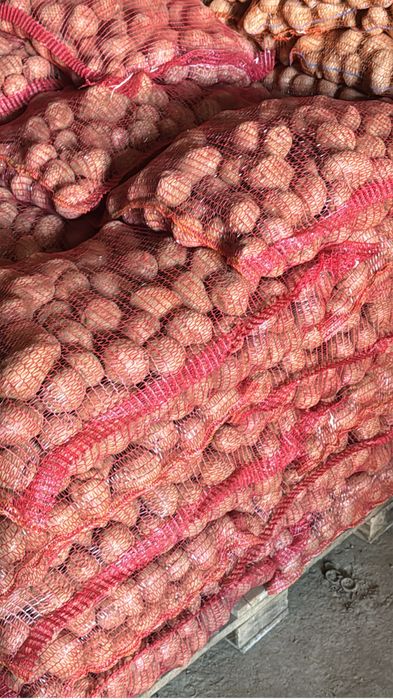 Cartofi samanta din Elita  si clasa A