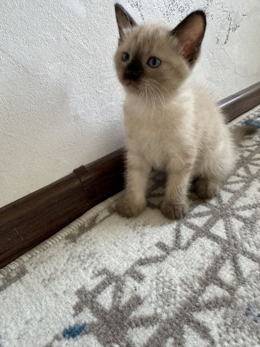 Сиамская кошка, котята  Siamskiy mushuk