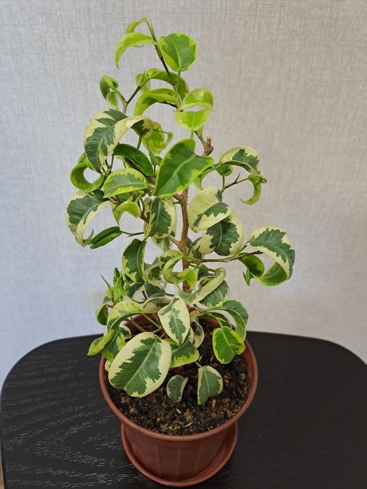 Продам комнатные цветы