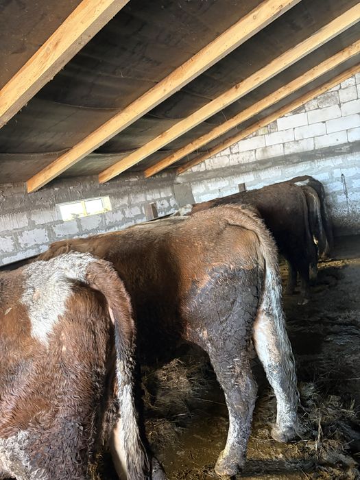 Vând 4 vaci  pe ales 10000 de lei bucata