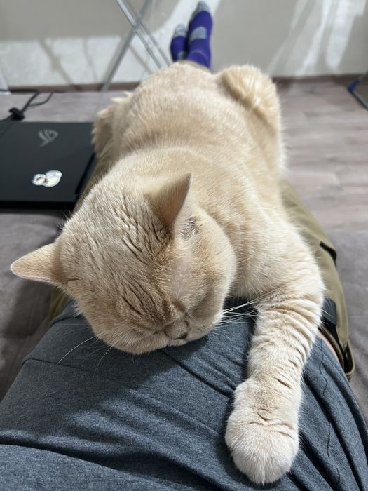 Кот Наполеон в добрые руки