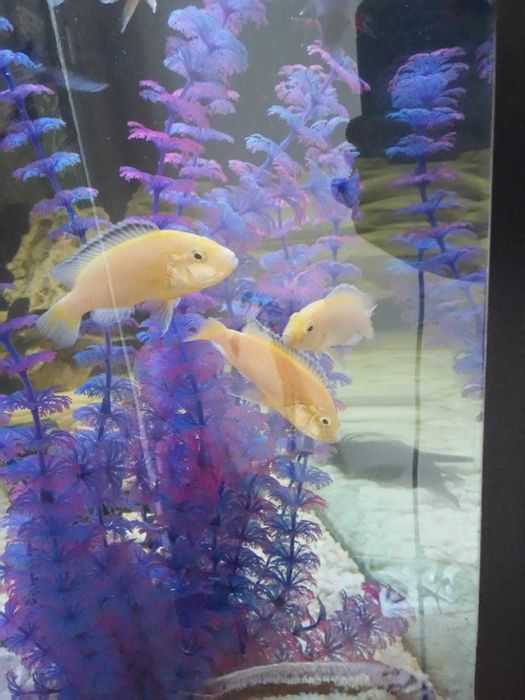 Цихлиды Лабидохромис Еллоу продам