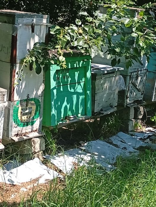 Vând regine/ mătci albine carnica/roiuri /familii de albine