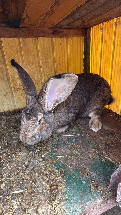 Pereche iepuri urias german