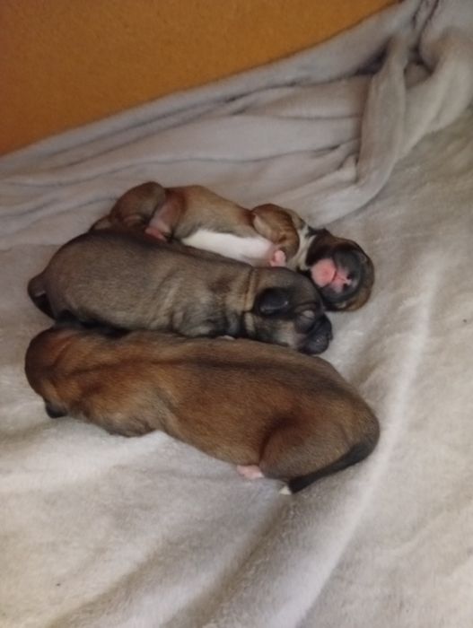 Vând bișonii maronii