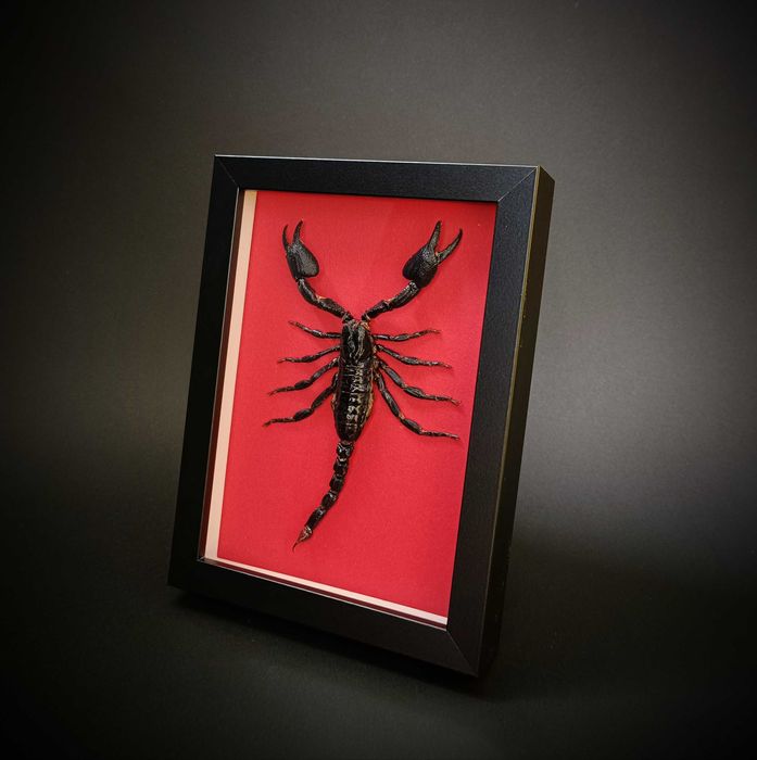Подарък за зодия Скорпион, Препариран истински скорпион в рамка