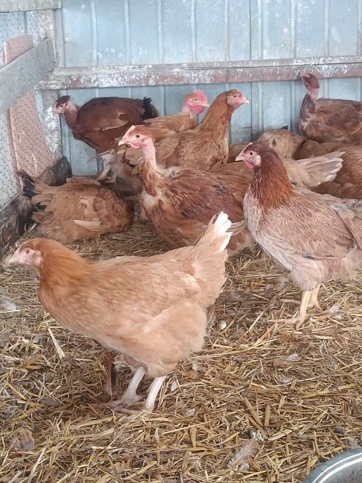 Puicuțe rasă mixta tinere