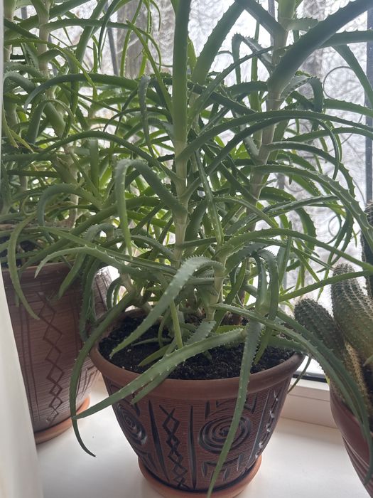 Продаю комнатные растения