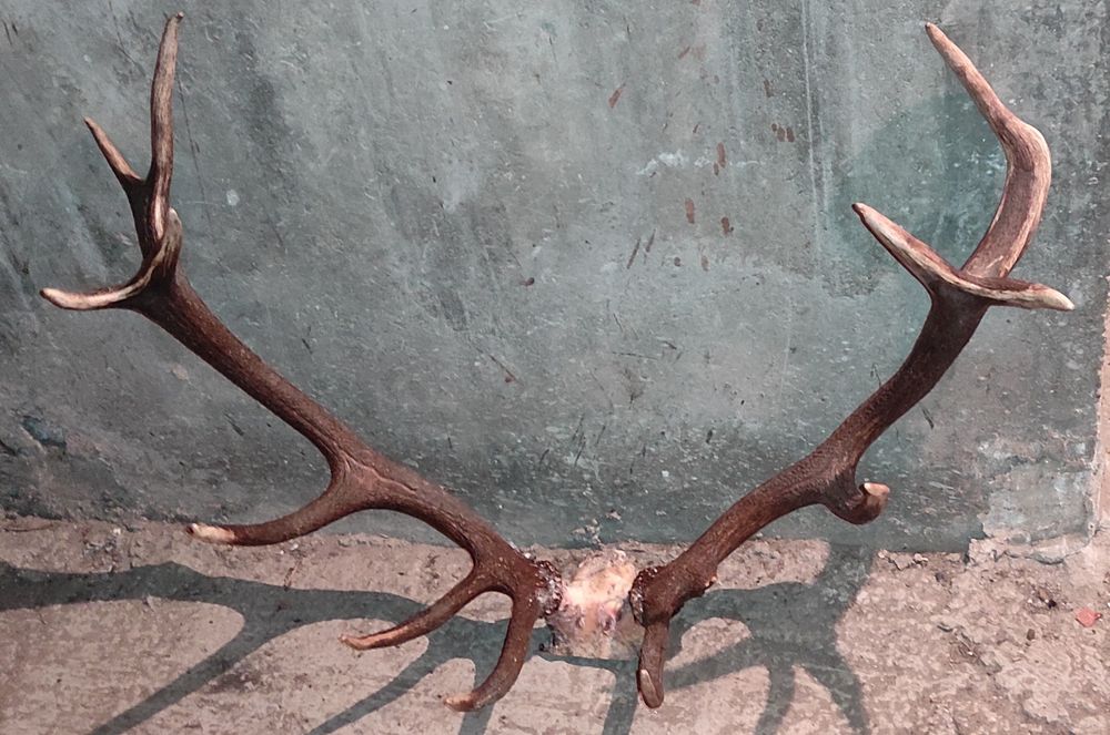 Чифт еленски рога
