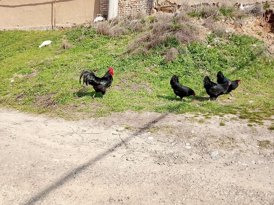 Австролоп жужалари.