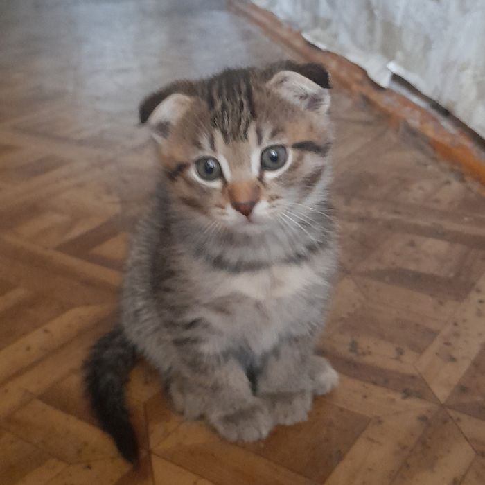 Котёнок 2 месяца