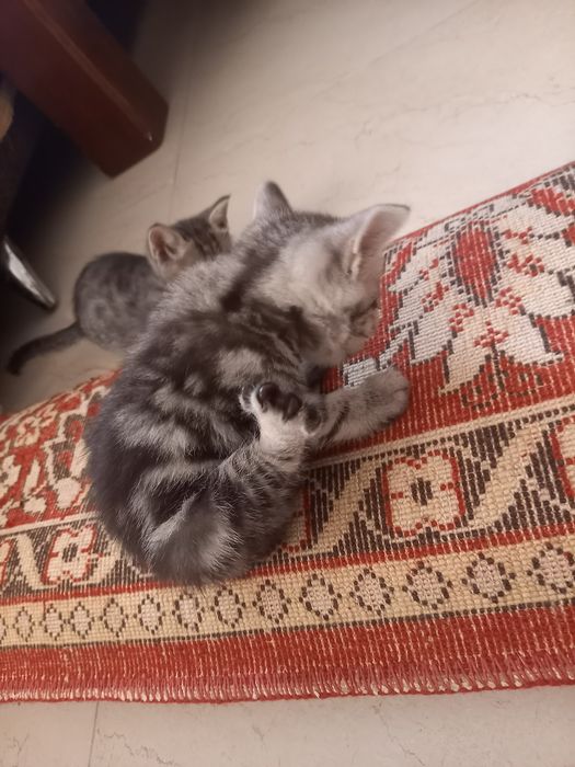 Отдам в добрые руки  три девочки 2 мальчика