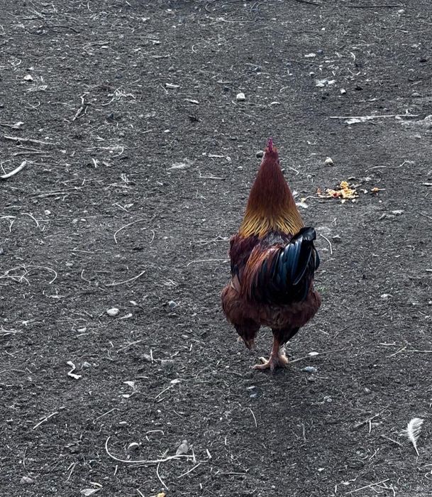 Әтештер сатылады