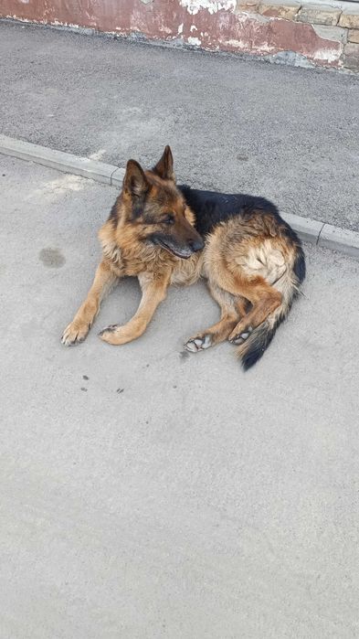 Найден овчар кобель