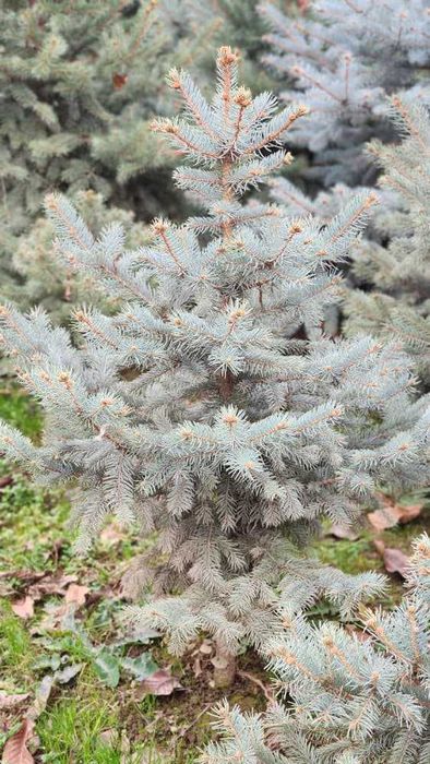 Голубую ель нужно пересаживать Зимой а не Весной