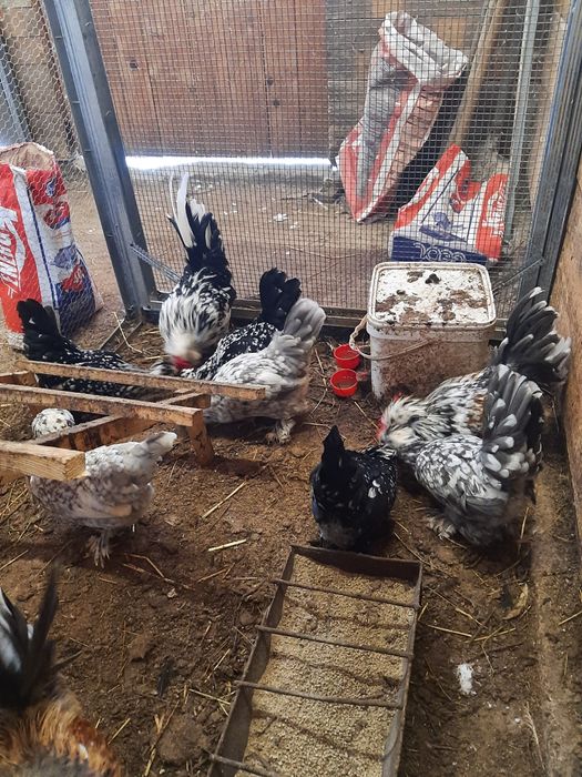 Струмски бантам!