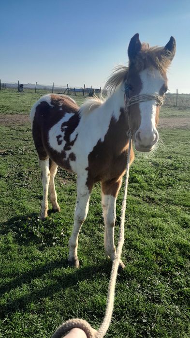 Продавам 2 кончета