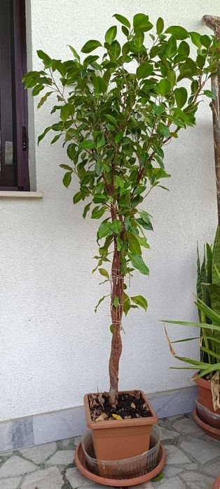 Фикус Бенджамин Microcarpa 145-135см.