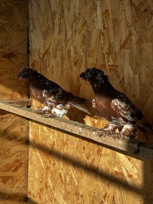 Продам голубей молодеж