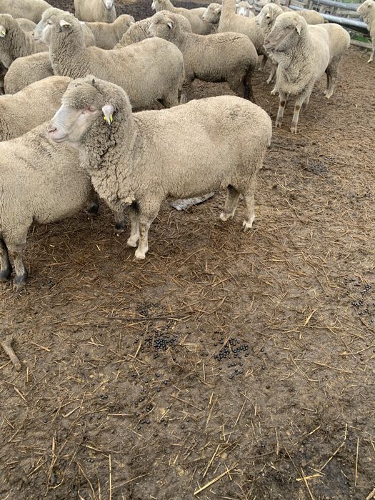 Oi merinos de vânzare