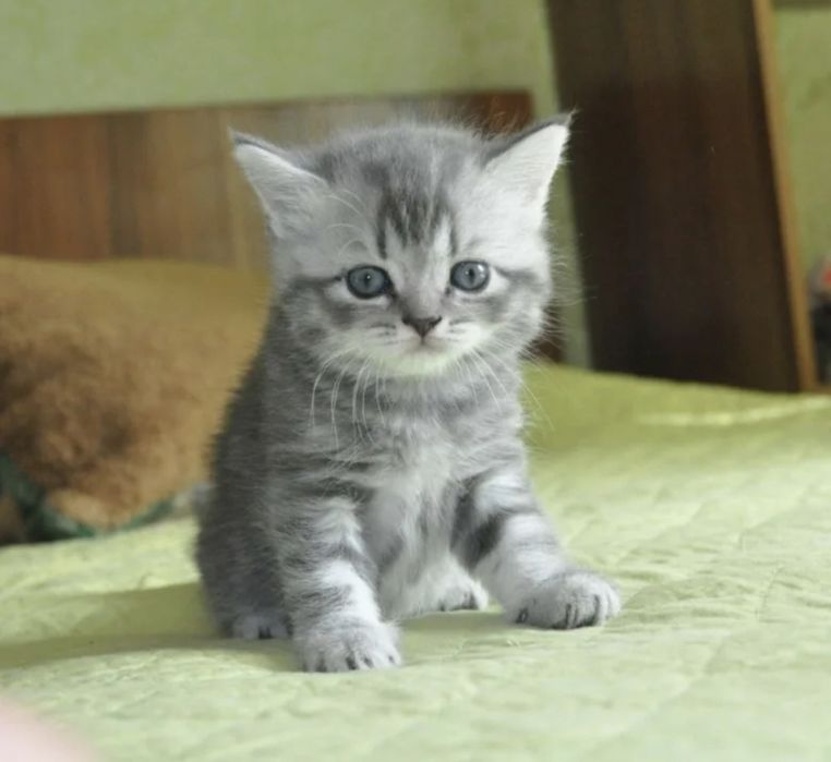 Котята фолд страйк