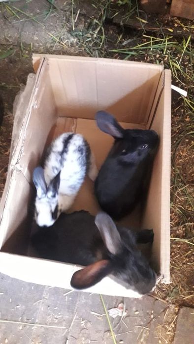 Продам кроликов.