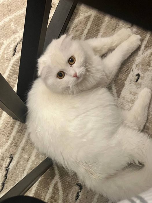 Породистые котята