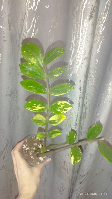 Продается Шикарный Черенок Замиокулькас вариегатный