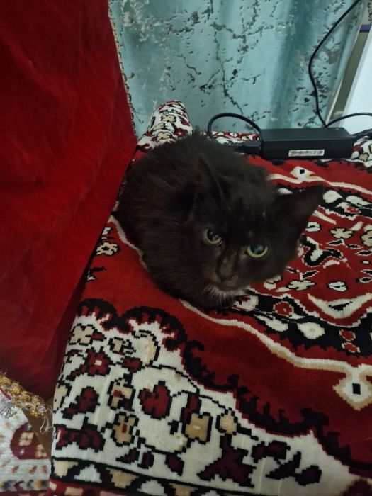 Отдаю котёнка девочку