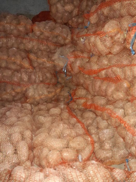 Vând porumb,varză,grâu,ovăz,cartofi,floarea soarelui