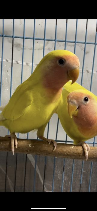 Попугаи Неразлучники желтые пара