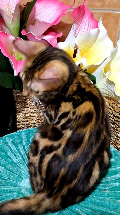 ЗОЛОТОЙ бенгальский Котёнок