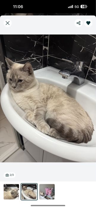 Кот\ бесплатно\ котик\