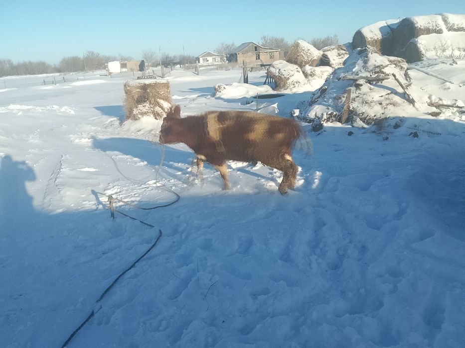 Телята телочки и бычки