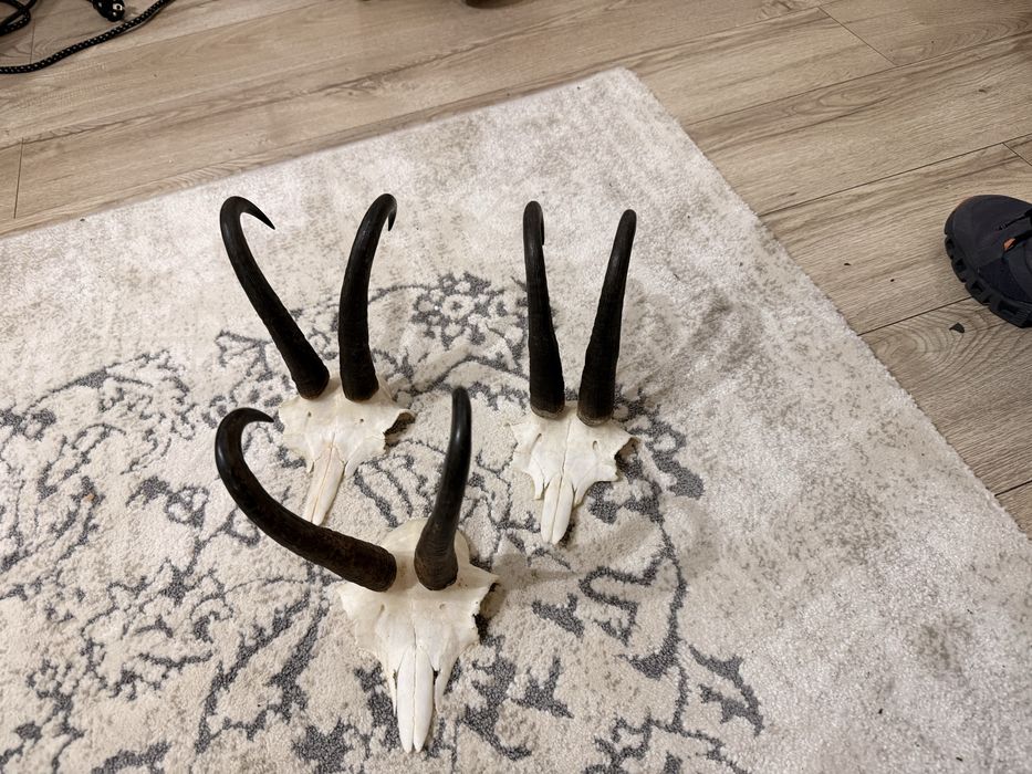 Trofee de capra neagra coarne