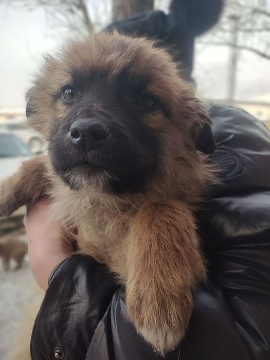 Мальчики в добрые руки