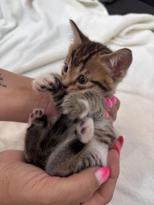 Продажа бенгальских котят