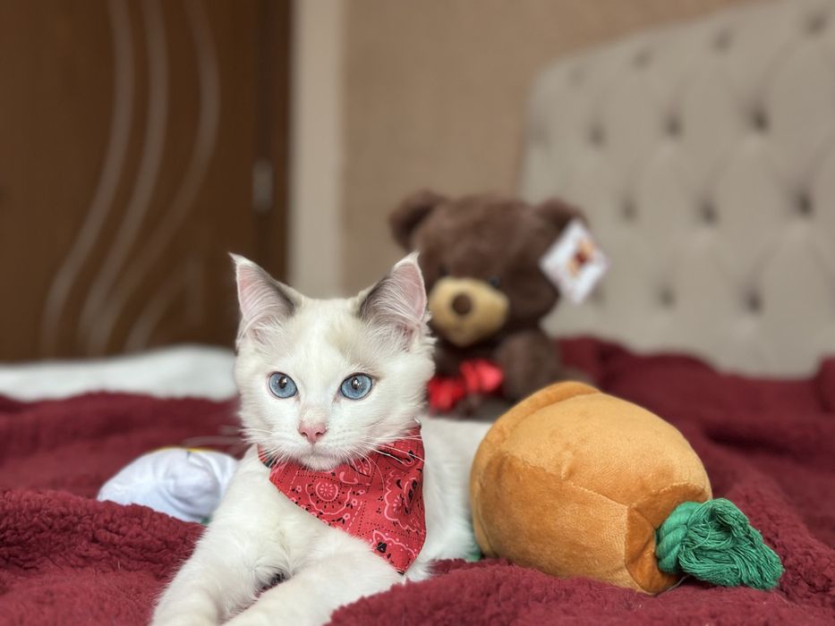 Регдол / Ragdoll