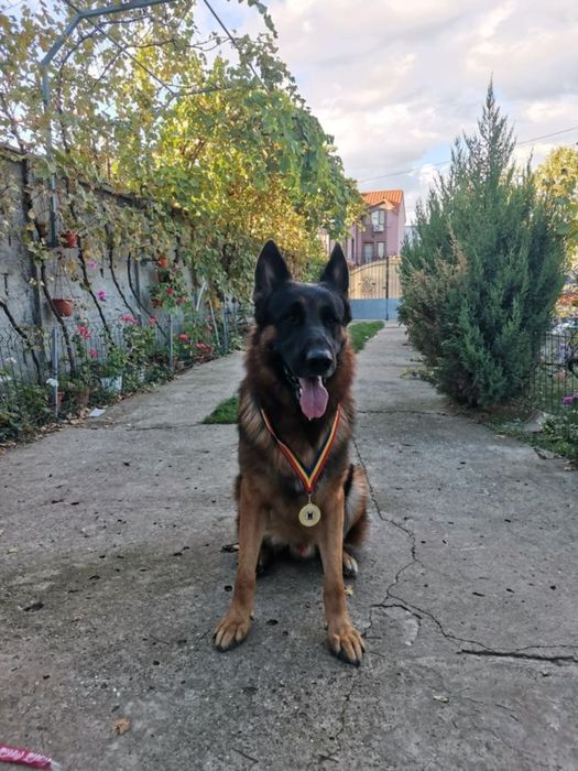 Femela ciobanesc german