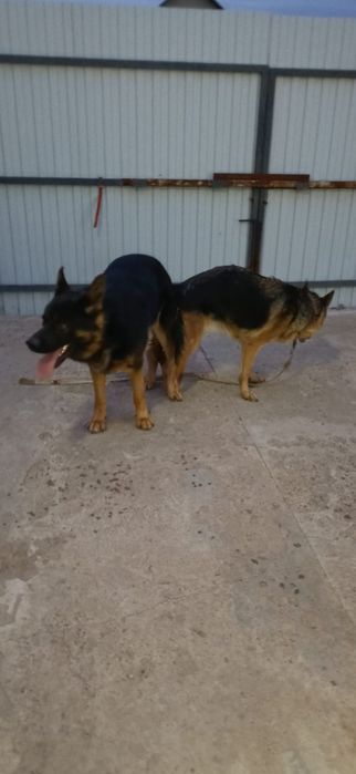 Кобель Немецкой овчарки для вязки