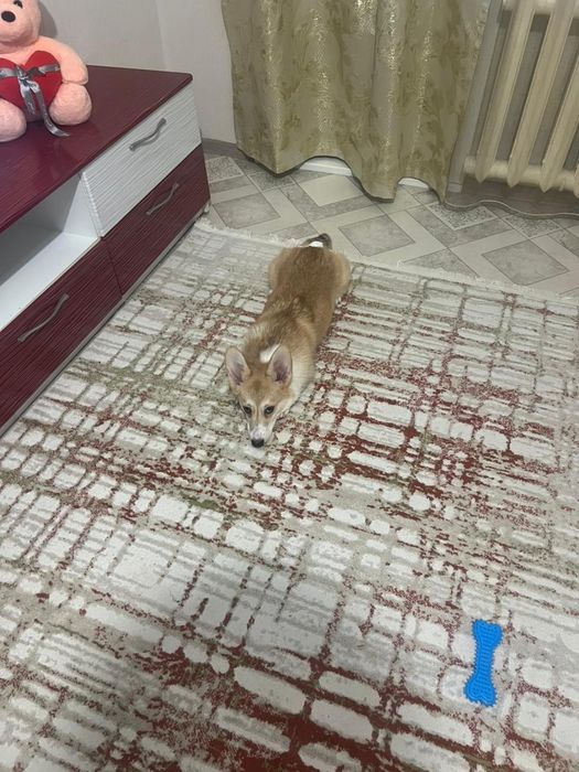 Вельш корги продам