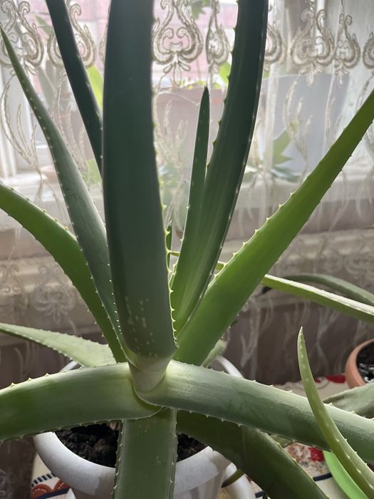 Алое вера 3-4 летние