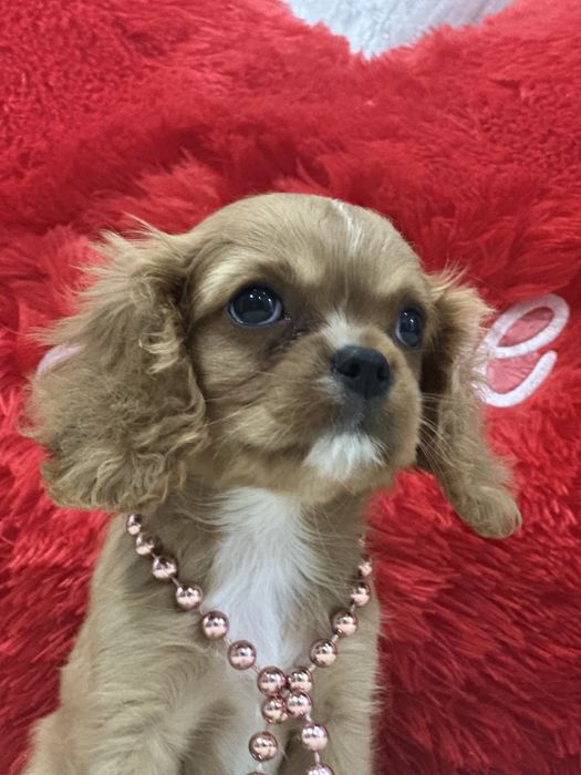 Очаровательная девочка кавалер кинг чарльз